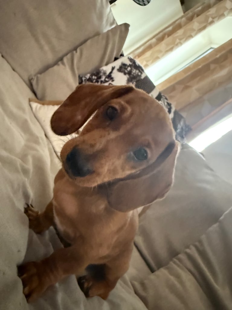 READY NOW Miniature dachshund Puppies