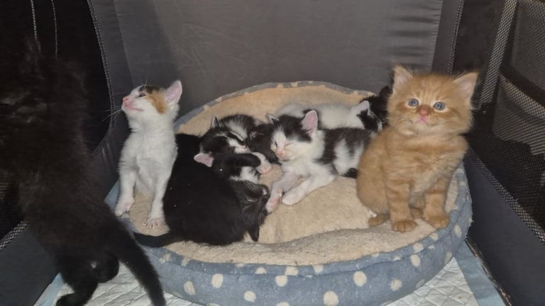 Gorgous kittens long & short haired