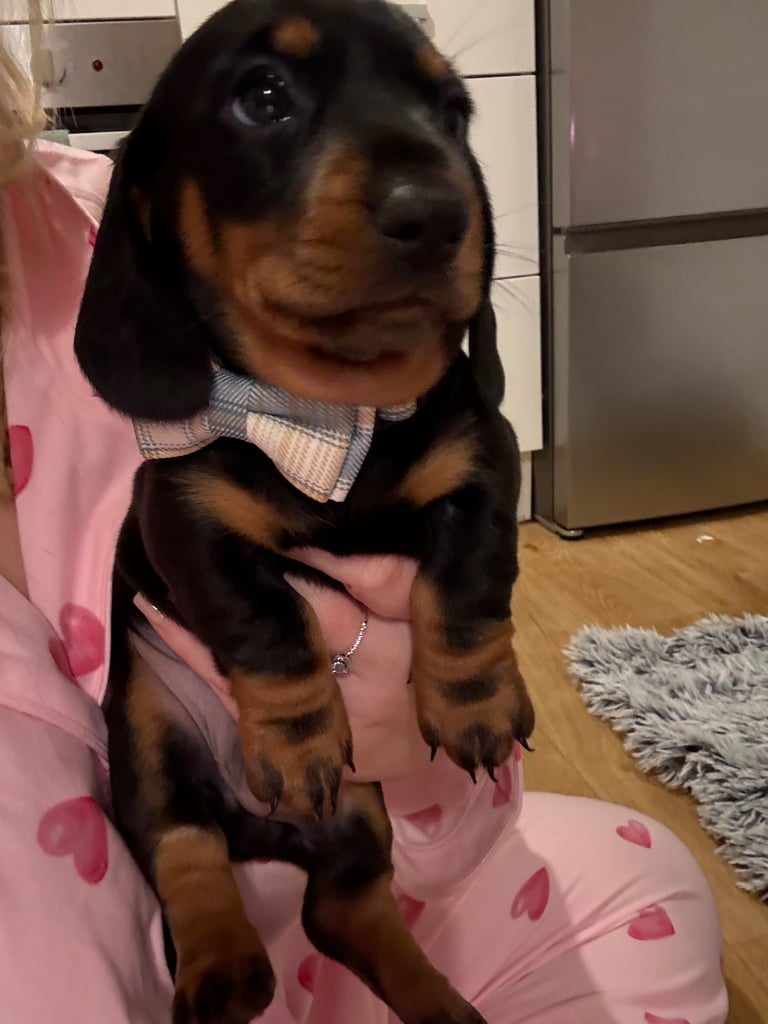 Male miniature dachshund 