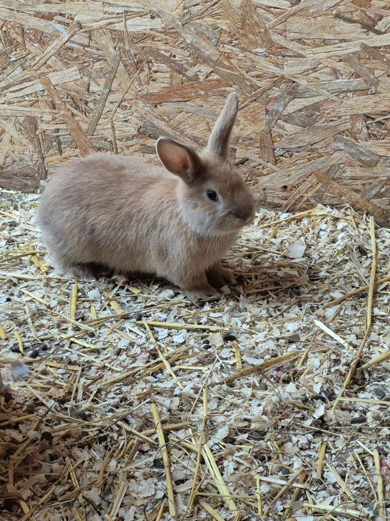 Baby bunnies lionhead x