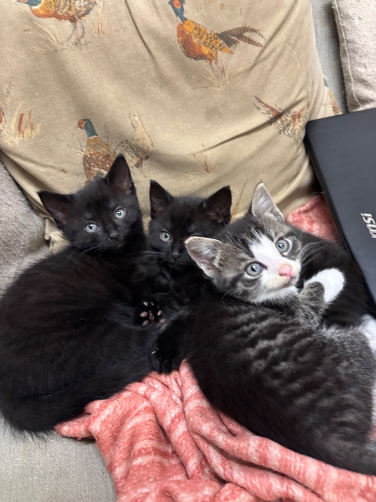 Long haired kittens, black and black&white