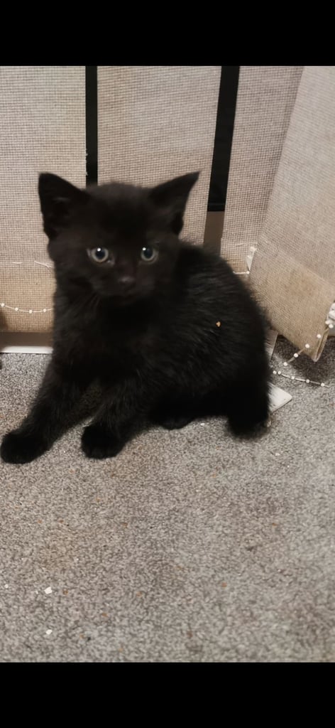 Beautiful black kitten looking for a loving home