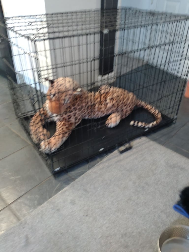 Very large dogs crate  ideal for large breed pick up only 
