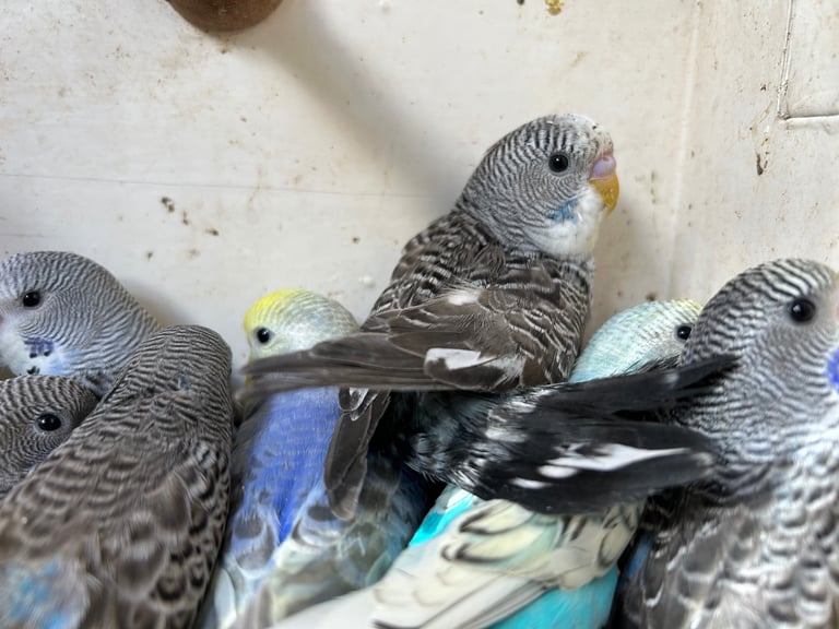 Budgies for Sale, different mutation available 