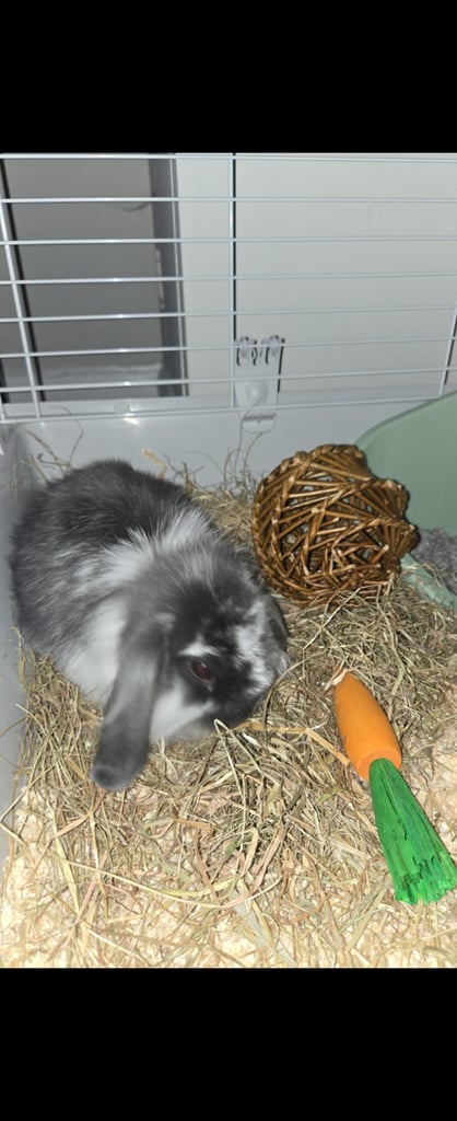 Mini lop / lion fluffy 4 month old rabbit .