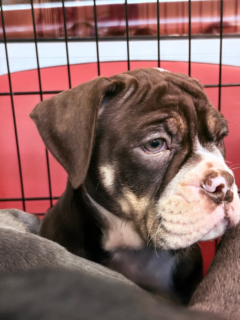 Olde English Bulldogge Puppies For Sale
