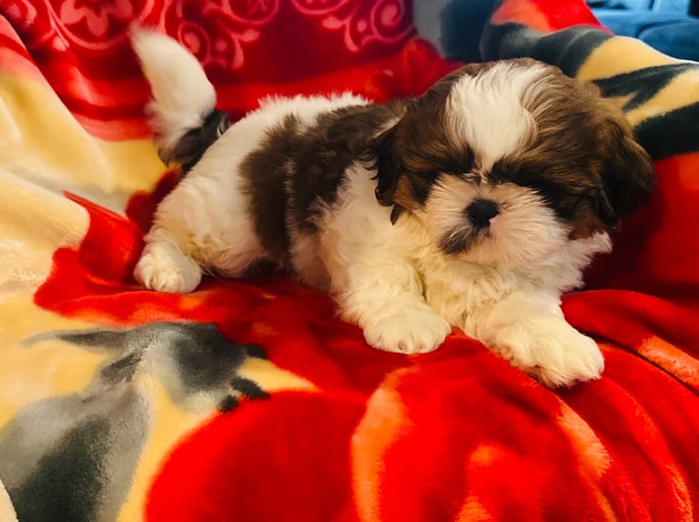 Shihtzu 