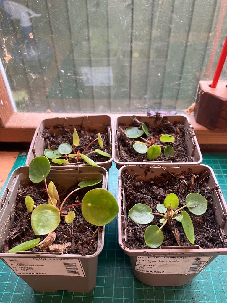 Chinese Money Plant House Plant Pilea Peperomioides