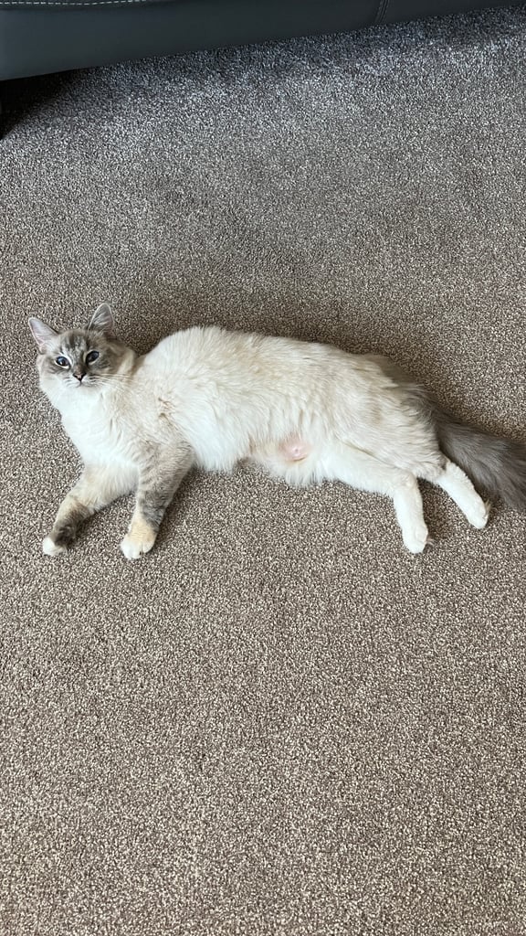 Ragdoll for sale 