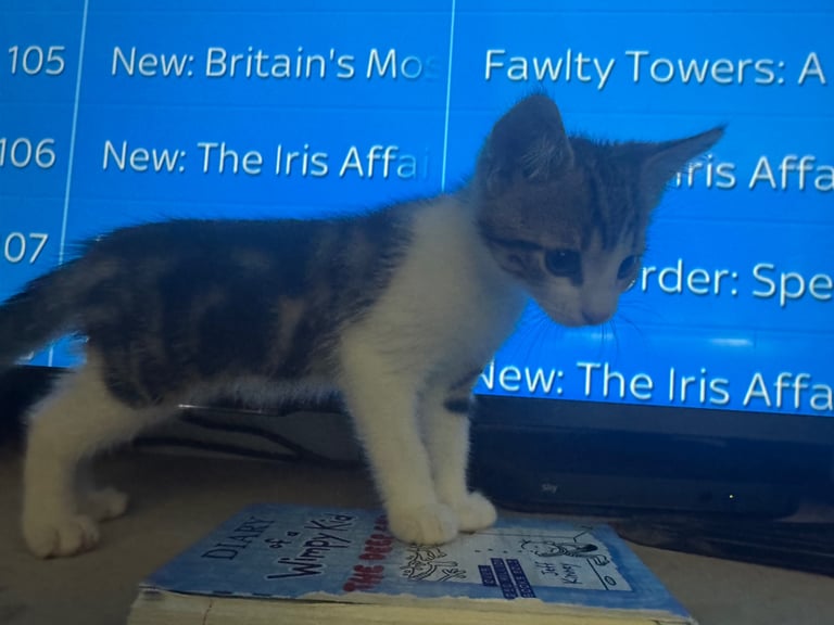 3 beautiful kittens left