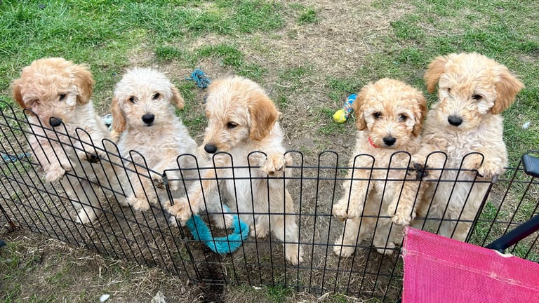 F3 Labradoodle Puppies