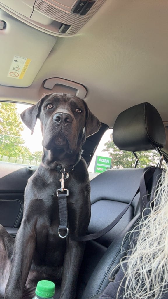 9 month of Cane Corso