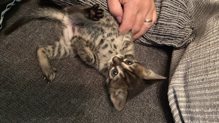 Russian Blue Bengals for Sale