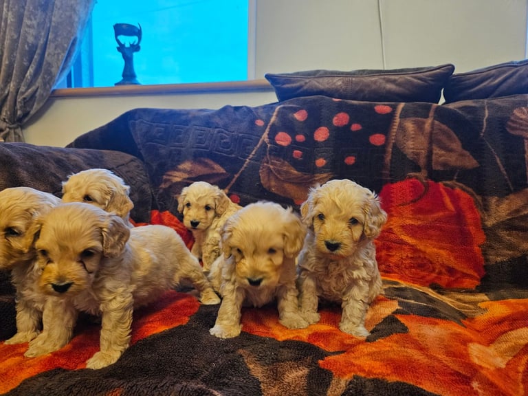 cockerpoo puppies for sale