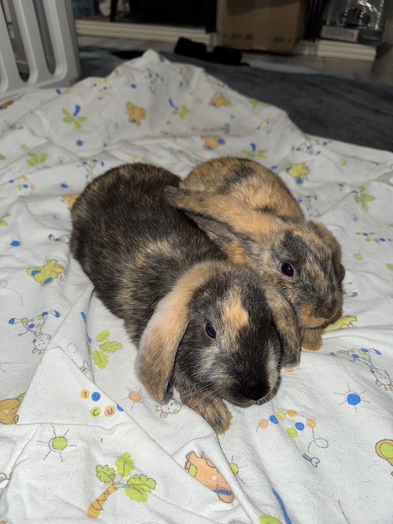 Rabbits for sale 