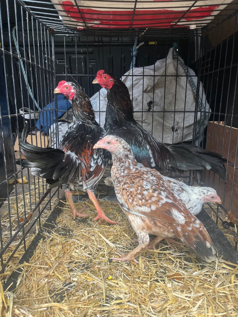 Bantam Aseel 