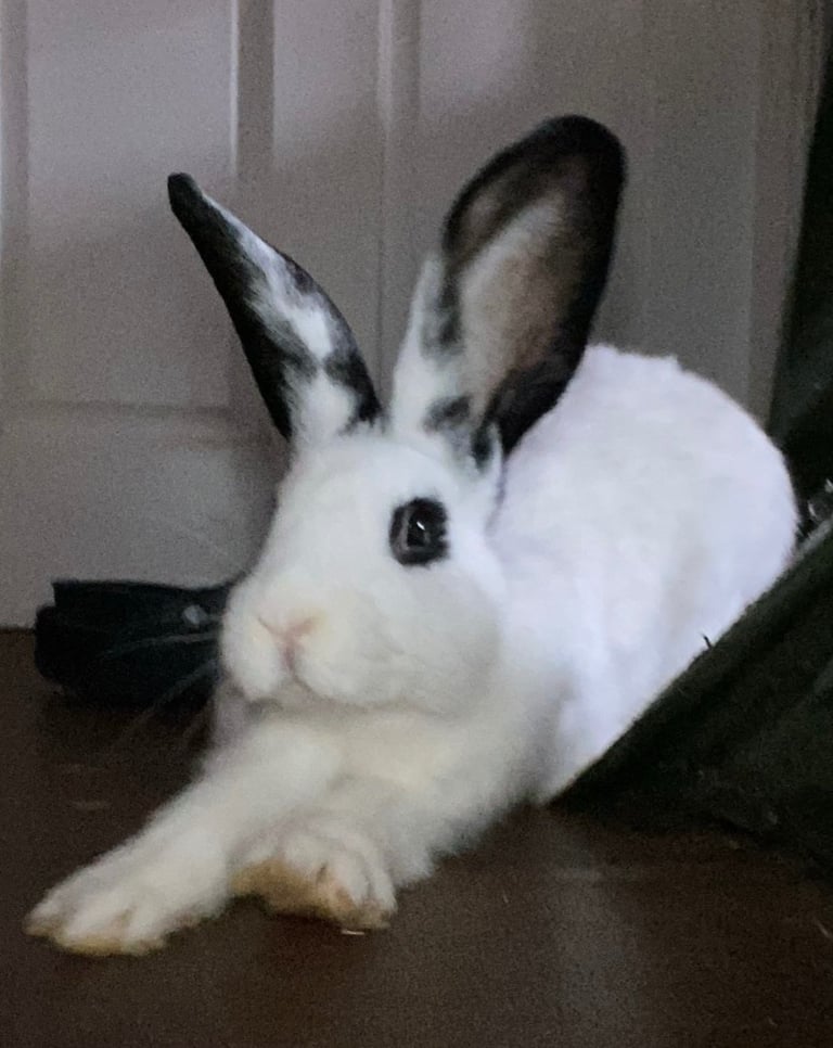 Beautiful male rabbit 7 months old
