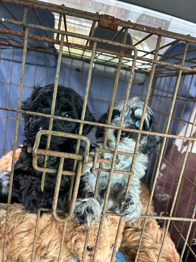 F1b miniature labradoodle 