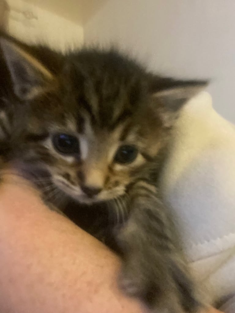 Bengal kittens 