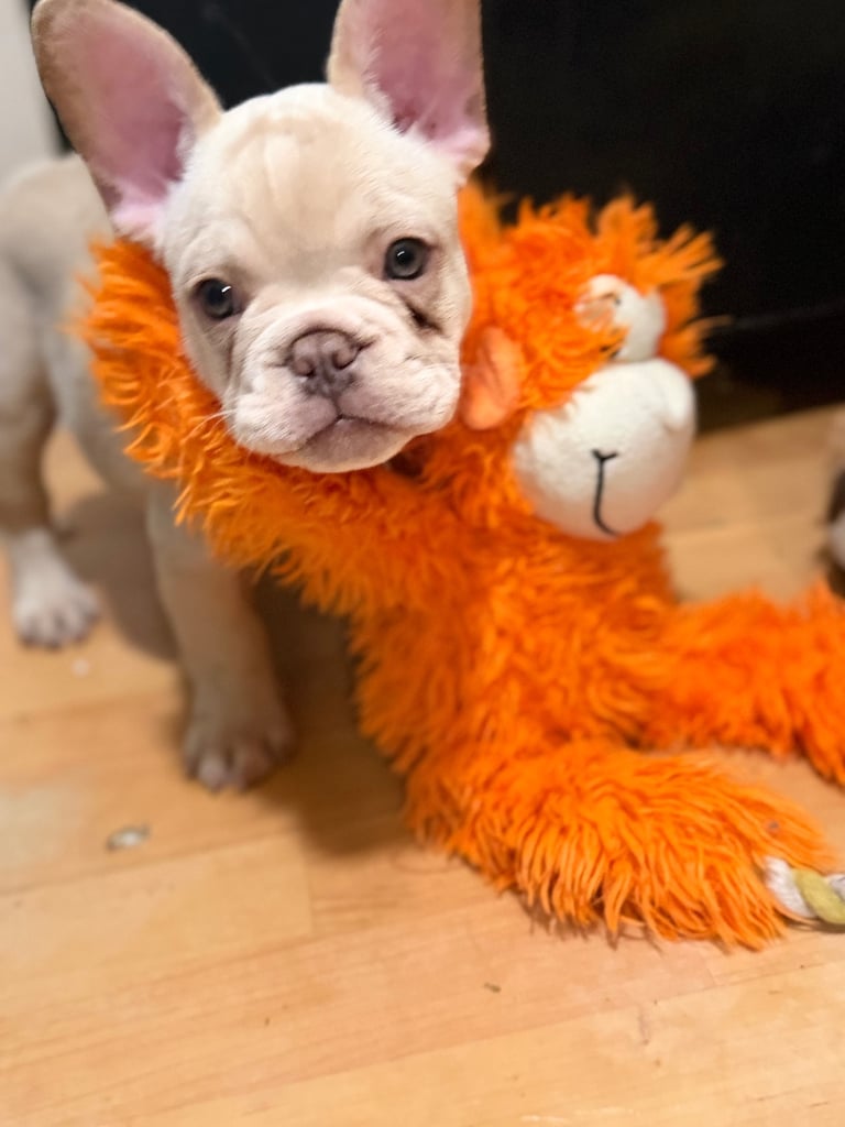 Beautiful White Frenchies READY NOW