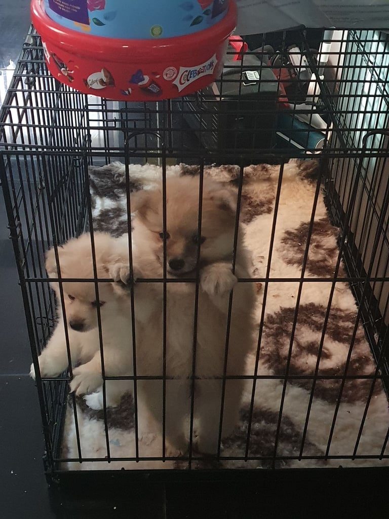 Pure pomeranian puppies girl and boy