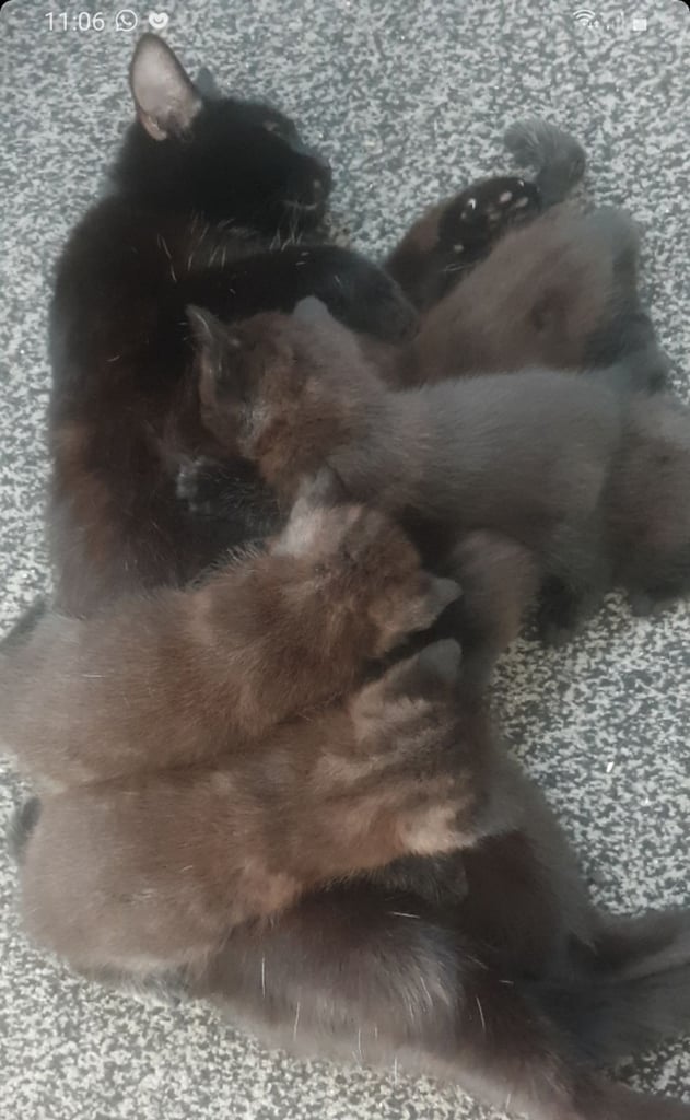 Adorable kittens 