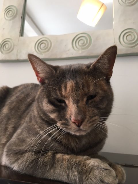 Moon the Buddhist cat looking for a forever-home