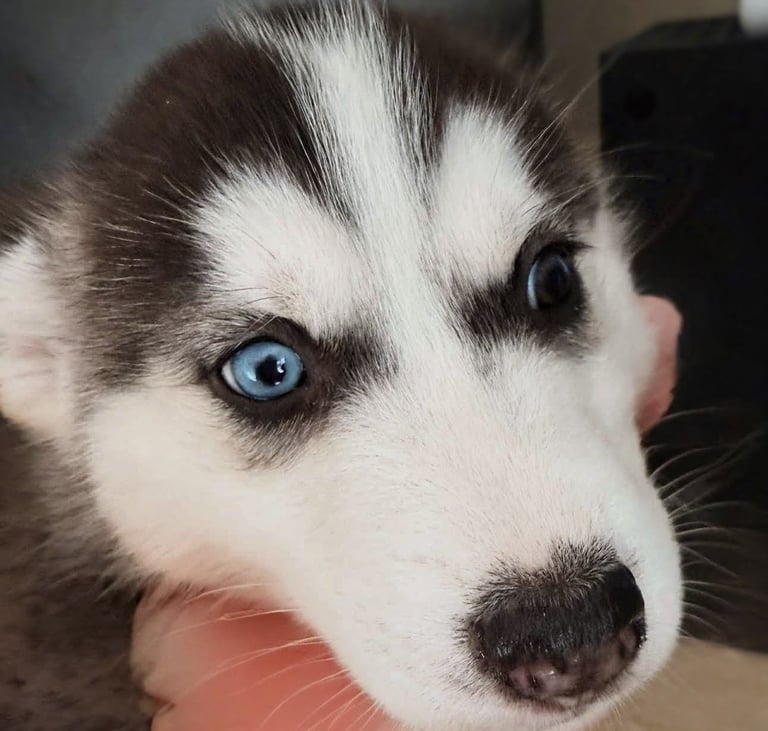 Beautiful Siberian Husky puppies 