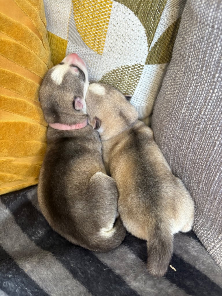 Husky puppies 