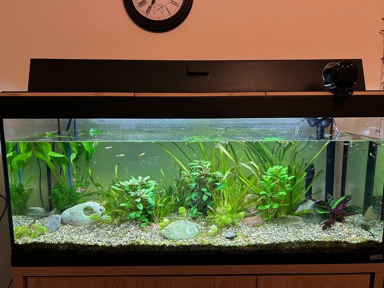 Large Fluval Fish Tank