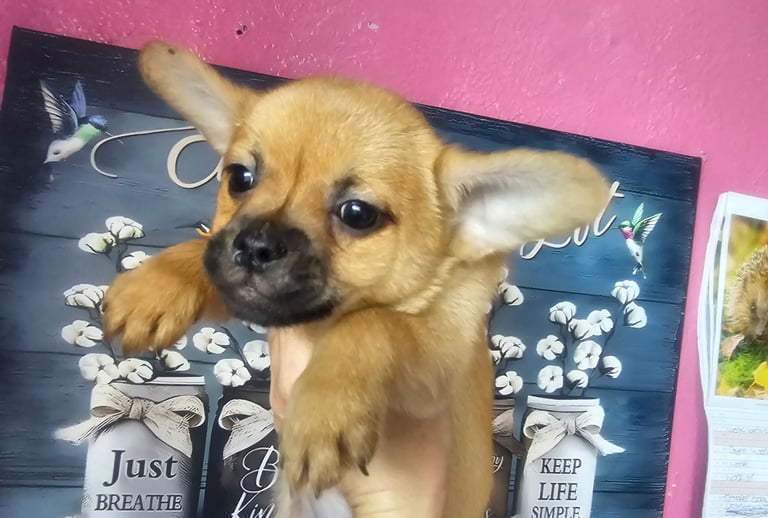 Fluffy Frenchie poms ❤️⭐️