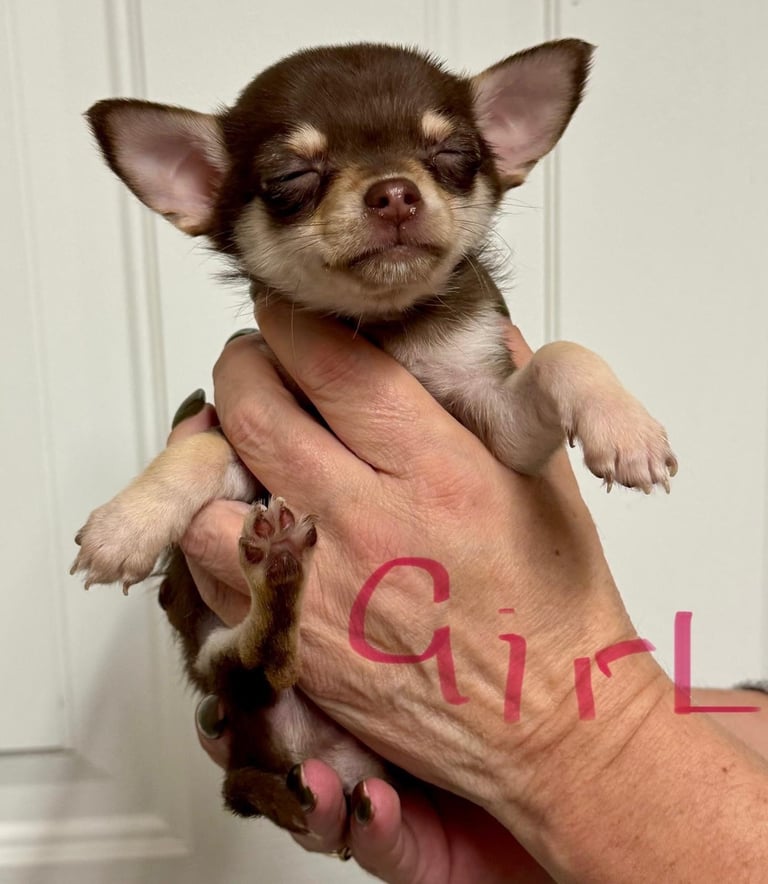  2 tiny female chihuahuas 