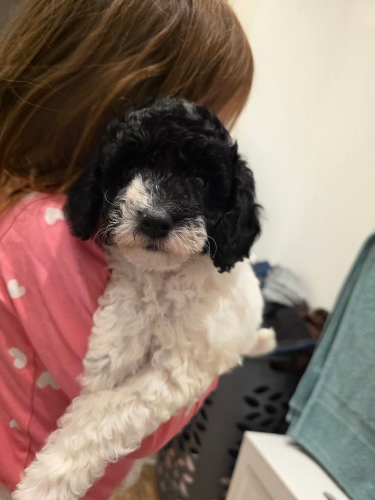 Last poodle x cockapoo