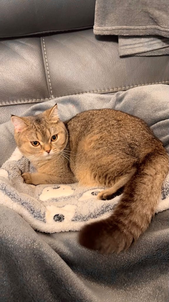 Friendly female golden shaded British shorthair kitten
