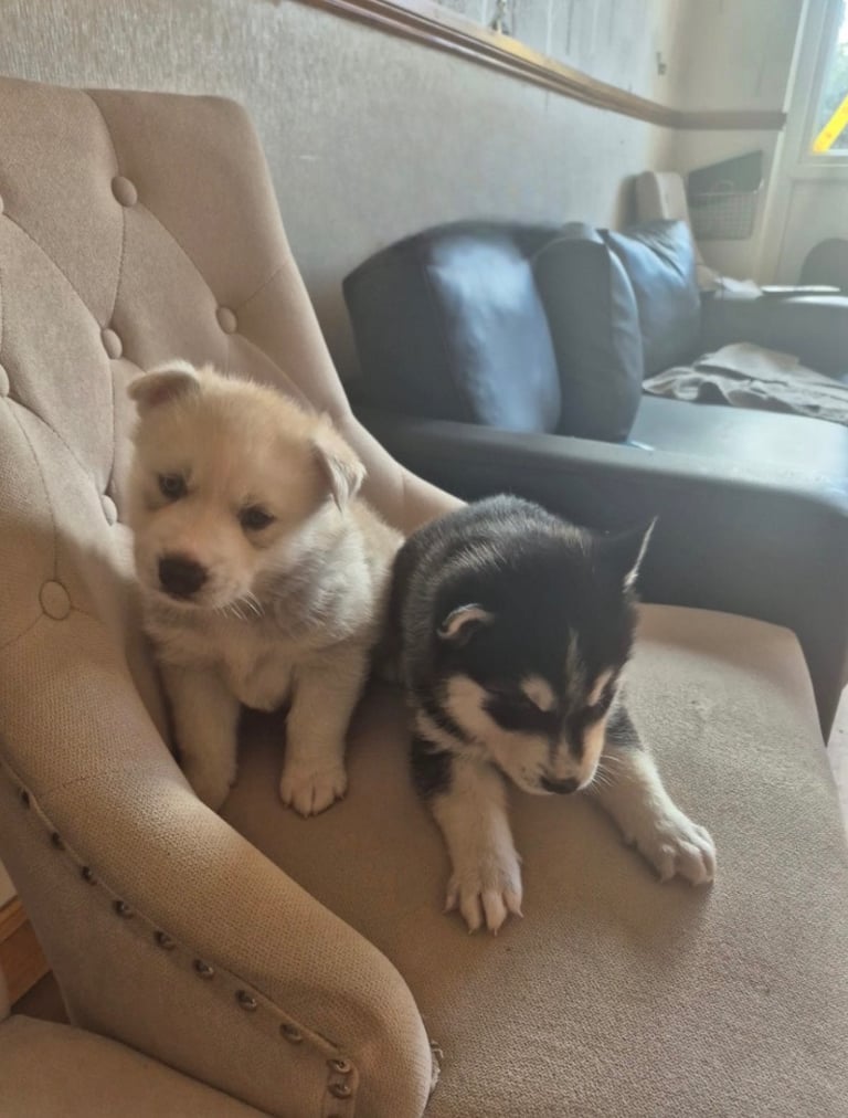 2 beautiful boys pomskys for sale 