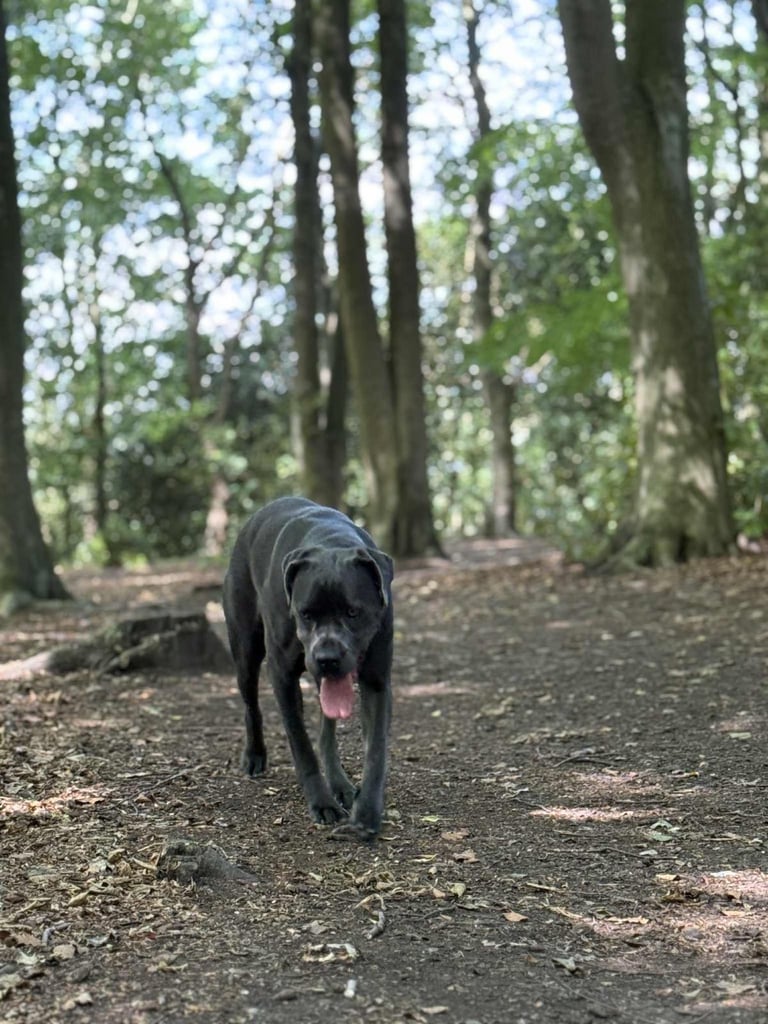 Healthy 1-Year-Old Female Cane Corso- Looking for a loving Home
