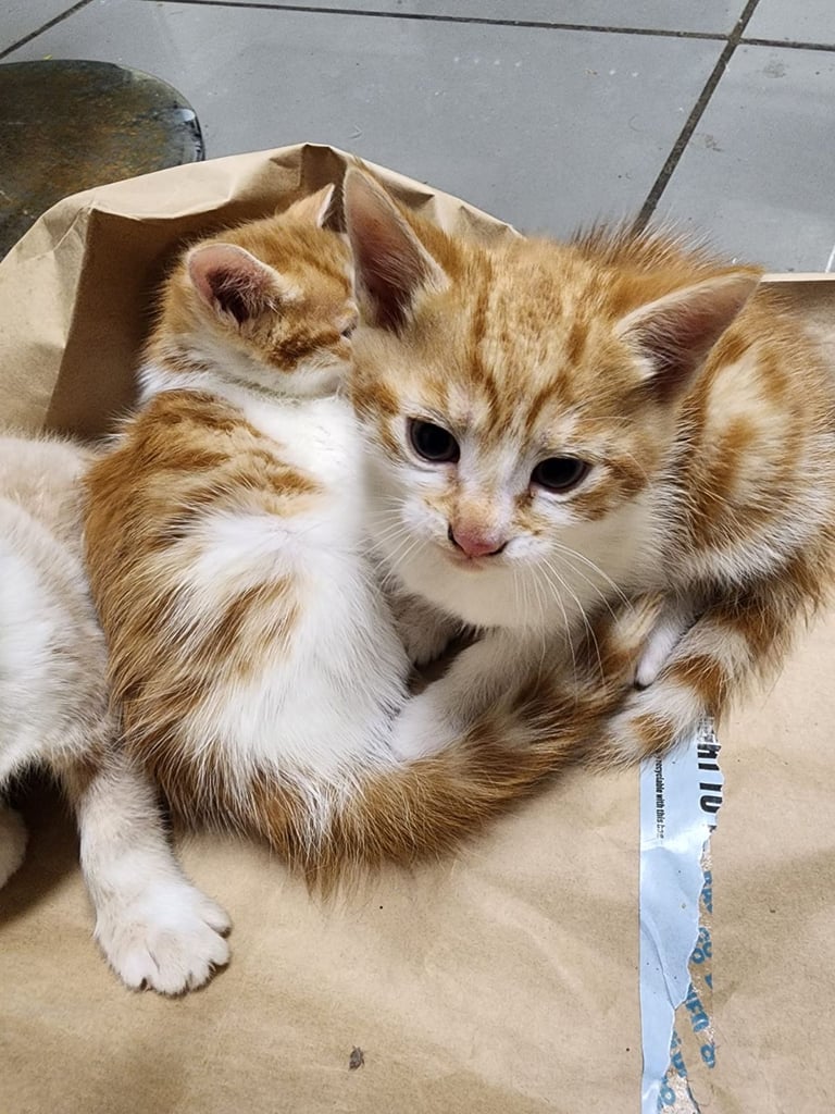 image for i have 3 mix bengal kittens 
