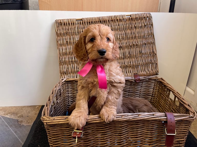 Red cockapoo puppies 