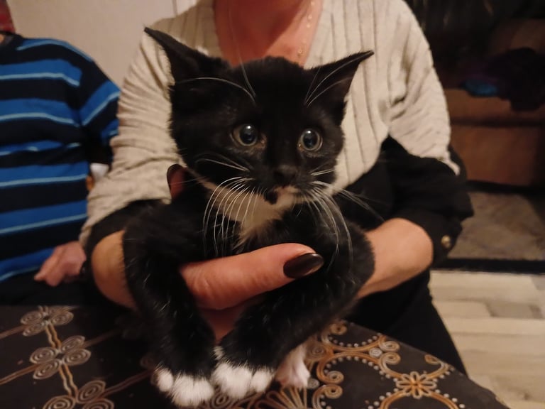 Kittens