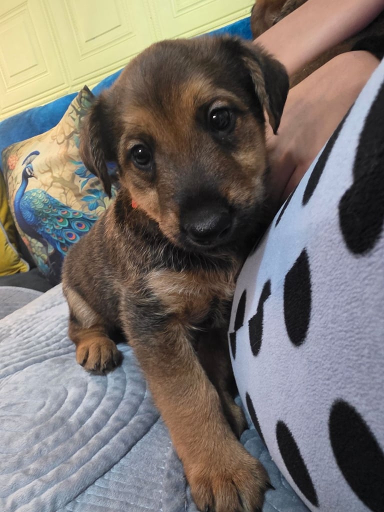 Belgian malinois x Aierdale terrier