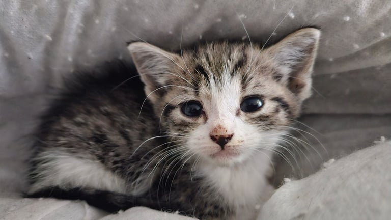 Kittens for sale 150