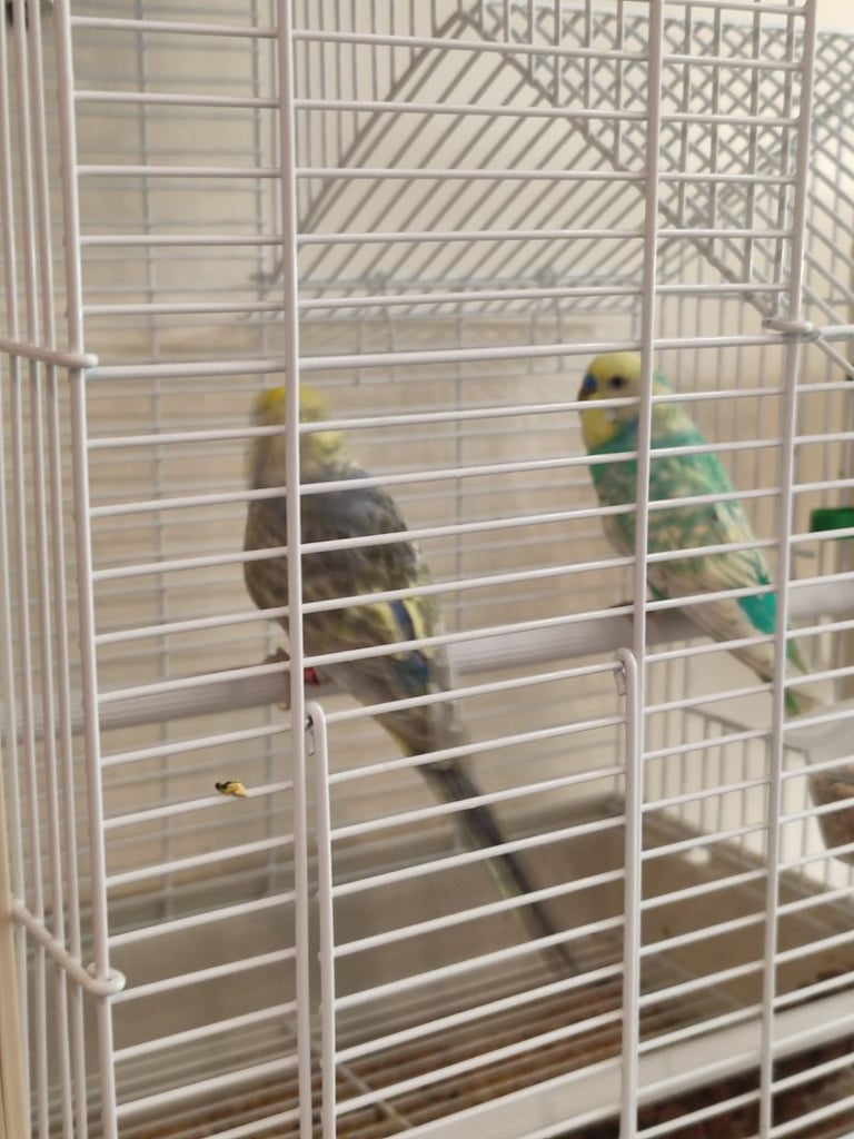 5 breeding pairs Budgies  /rainbow/Texas