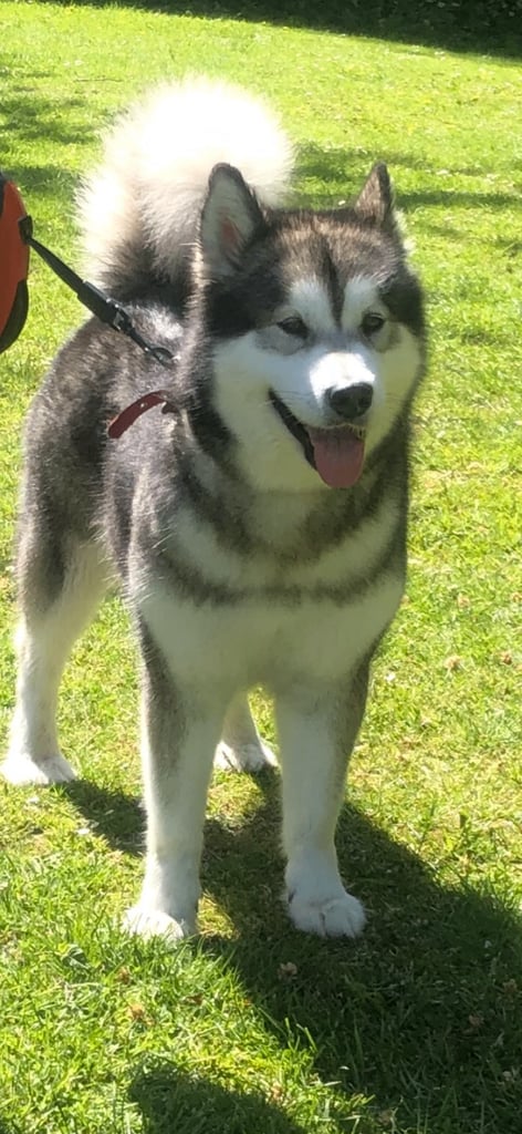 Alaskan malamute 