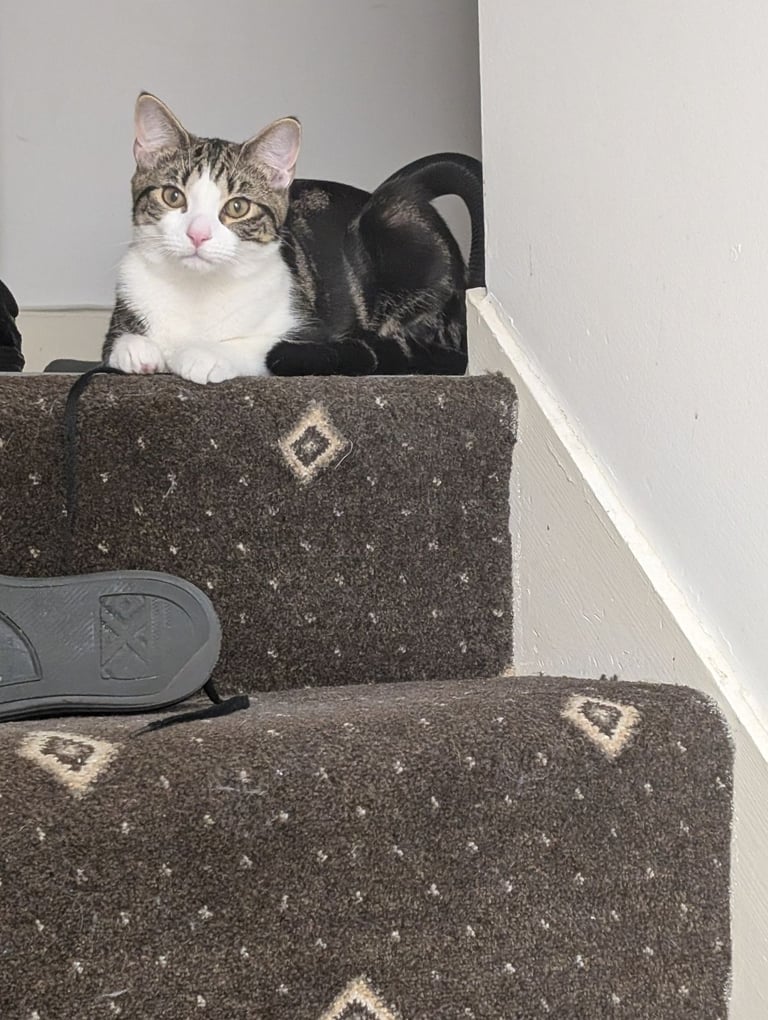 Casper needs a new home 