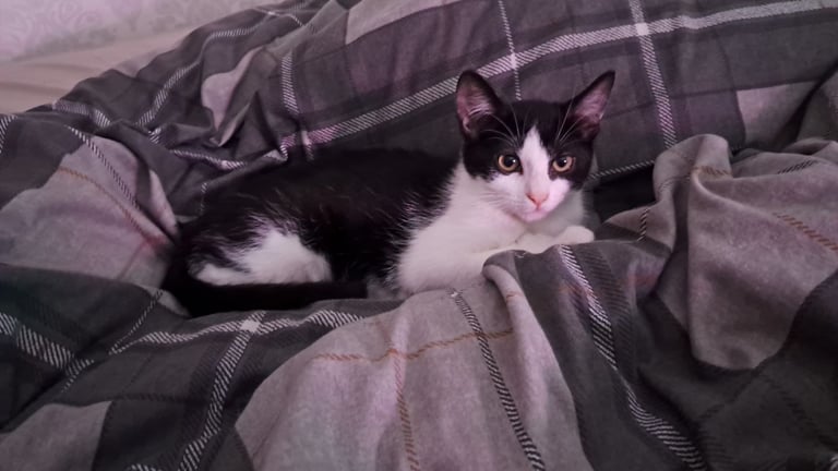 image for kitten for sale 