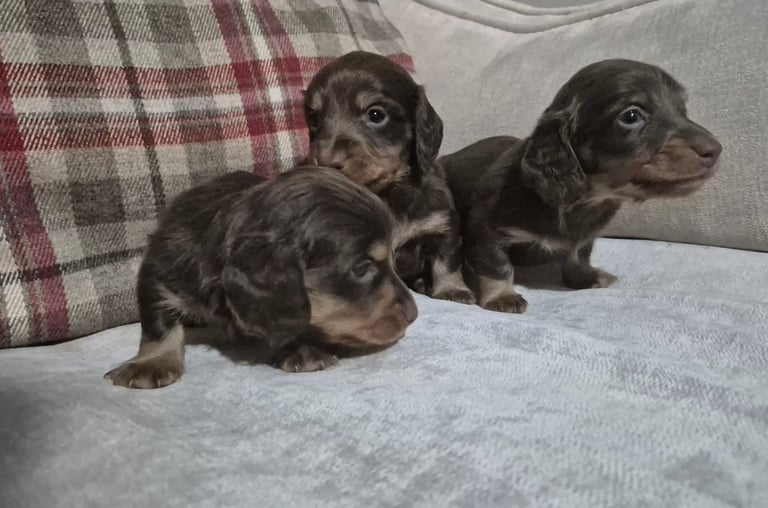 Kc registerd long haired Miniature dachshunds 