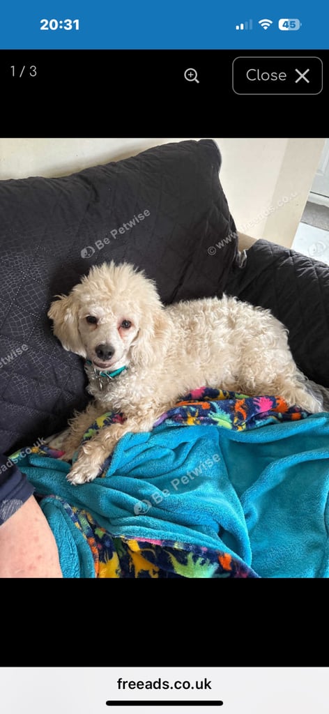 Male poodle  puppy for sale 