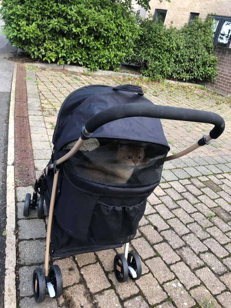 Pair of kittens for SALE