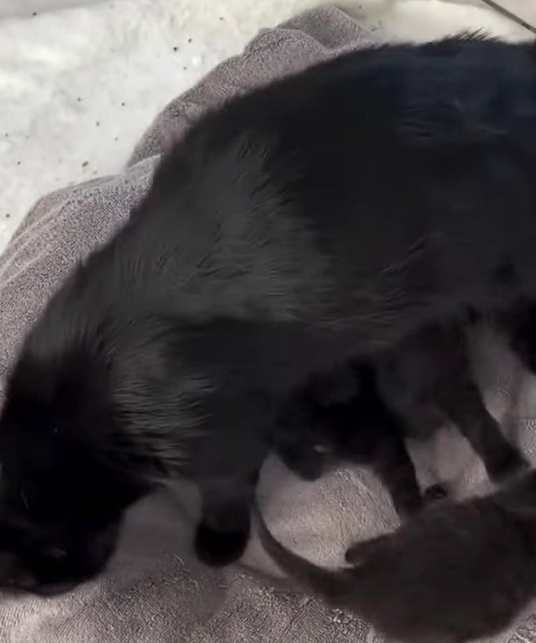 image for 2 fluffy black kittens left 