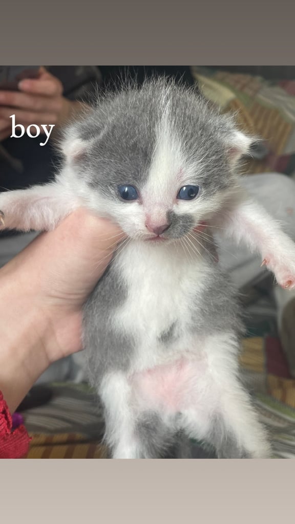 4 Kittens for sale
